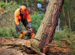 Best Commercial Tree Services  in Chelsea, OK